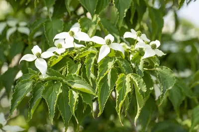 Cornus kousa chinensis 'Milky Way' (Japanse grootbloemige kornoelje 'Milky Way') - afbeelding 15