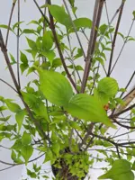Cornus kousa chinensis p18 h125 - afbeelding 2