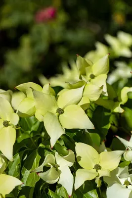 Cornus kousa chinensis 'Schmetterling' (Japanse grootbloemige kornoelje 'Schmetterling') - afbeelding 7