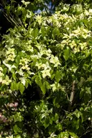 Cornus kousa chinensis 'Schmetterling' (Japanse grootbloemige kornoelje 'Schmetterling') - afbeelding 9