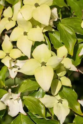 Cornus kousa chinensis 'Schmetterling' (Japanse grootbloemige kornoelje 'Schmetterling') - afbeelding 10