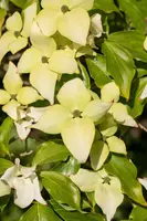Cornus kousa chinensis 'Schmetterling' (Japanse grootbloemige kornoelje 'Schmetterling') - afbeelding 10