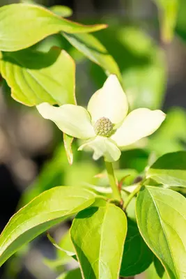 Cornus kousa chinensis 'Schmetterling' (Japanse grootbloemige kornoelje 'Schmetterling') - afbeelding 13