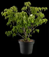 Cornus kousa chinensis 'Schmetterling' (Japanse grootbloemige kornoelje 'Schmetterling') - afbeelding 14