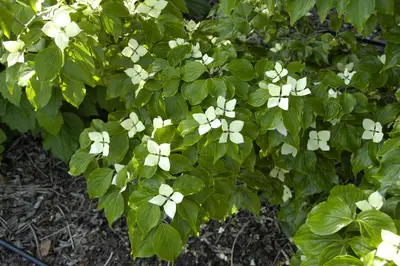 Cornus kousa chinensis 'Schmetterling' (Japanse grootbloemige kornoelje 'Schmetterling') - afbeelding 4