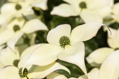 Cornus kousa chinensis 'Schmetterling' (Japanse grootbloemige kornoelje 'Schmetterling') - afbeelding 1