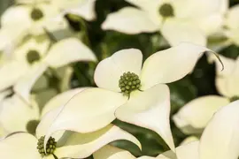 Cornus kousa chinensis 'Schmetterling' (Japanse grootbloemige kornoelje 'Schmetterling') - afbeelding 1