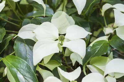 Cornus kousa chinensis 'Schmetterling' (Japanse grootbloemige kornoelje 'Schmetterling') - afbeelding 2