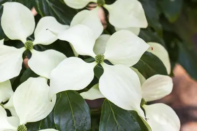 Cornus kousa chinensis 'Schmetterling' (Japanse grootbloemige kornoelje 'Schmetterling') - afbeelding 3