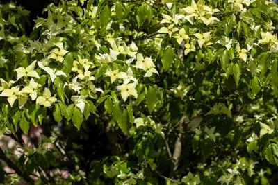 Cornus kousa chinensis 'Schmetterling' (Japanse grootbloemige kornoelje 'Schmetterling') - afbeelding 5