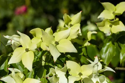 Cornus kousa chinensis 'Schmetterling' (Japanse grootbloemige kornoelje 'Schmetterling') - afbeelding 6