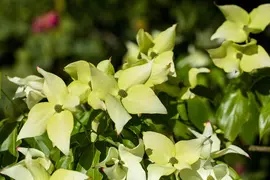 Cornus kousa chinensis 'Schmetterling' (Japanse grootbloemige kornoelje 'Schmetterling') - afbeelding 6