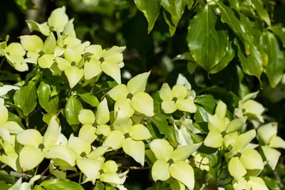 Cornus kousa chinensis 'Schmetterling' (Japanse grootbloemige kornoelje 'Schmetterling') - afbeelding 8
