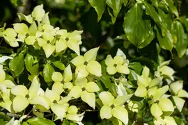 Cornus kousa chinensis 'Schmetterling' (Japanse grootbloemige kornoelje 'Schmetterling') - afbeelding 8