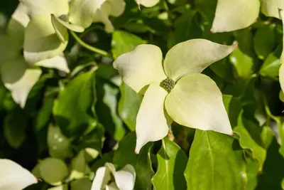 Cornus kousa chinensis 'Schmetterling' (Japanse grootbloemige kornoelje 'Schmetterling') - afbeelding 11