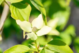 Cornus kousa chinensis 'Schmetterling' (Japanse grootbloemige kornoelje 'Schmetterling') - afbeelding 12