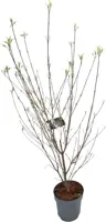 Cornus kousa chinensis 'white fountain' c12 h100 - afbeelding 1