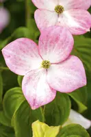 Cornus kousa 'Satomi'® (Japanse grootbloemige kornoelje 'Satomi') - afbeelding 1