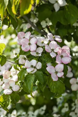 Cornus kousa 'Satomi'® (Japanse grootbloemige kornoelje 'Satomi') - afbeelding 6