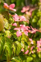 Cornus kousa 'Satomi'® (Japanse grootbloemige kornoelje 'Satomi') - afbeelding 9