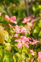 Cornus kousa 'Satomi'® (Japanse grootbloemige kornoelje 'Satomi') - afbeelding 12