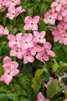 Cornus kousa 'Satomi'® (Japanse grootbloemige kornoelje 'Satomi') - afbeelding 13