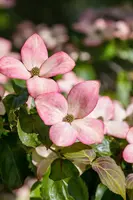 Cornus kousa 'Satomi'® (Japanse grootbloemige kornoelje 'Satomi') - afbeelding 20