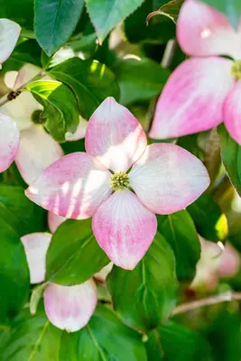 Cornus kousa 'Satomi'® (Japanse grootbloemige kornoelje 'Satomi') - afbeelding 21
