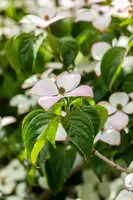 Cornus kousa 'Satomi'® (Japanse grootbloemige kornoelje 'Satomi') - afbeelding 24