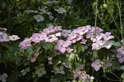 Cornus kousa 'Satomi'® (Japanse grootbloemige kornoelje 'Satomi') - afbeelding 7