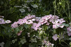 Cornus kousa 'Satomi'® (Japanse grootbloemige kornoelje 'Satomi') - afbeelding 7