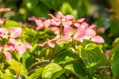 Cornus kousa 'Satomi'® (Japanse grootbloemige kornoelje 'Satomi') - afbeelding 10