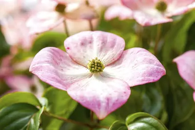 Cornus kousa 'Satomi'® (Japanse grootbloemige kornoelje 'Satomi') - afbeelding 2