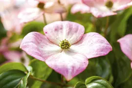 Cornus kousa 'Satomi'® (Japanse grootbloemige kornoelje 'Satomi') - afbeelding 2