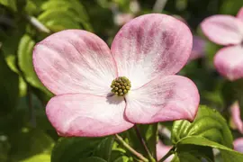 Cornus kousa 'Satomi'® (Japanse grootbloemige kornoelje 'Satomi') - afbeelding 3