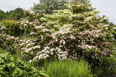 Cornus kousa 'Satomi'® (Japanse grootbloemige kornoelje 'Satomi') - afbeelding 4