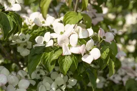 Cornus kousa 'Satomi'® (Japanse grootbloemige kornoelje 'Satomi') - afbeelding 5