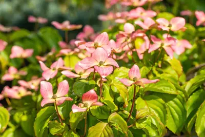 Cornus kousa 'Satomi'® (Japanse grootbloemige kornoelje 'Satomi') - afbeelding 8