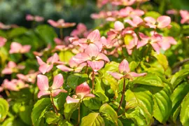 Cornus kousa 'Satomi'® (Japanse grootbloemige kornoelje 'Satomi') - afbeelding 8