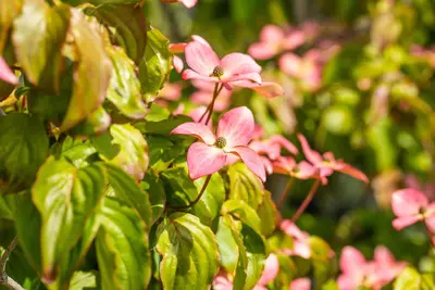 Cornus kousa 'Satomi'® (Japanse grootbloemige kornoelje 'Satomi') - afbeelding 11