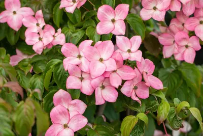Cornus kousa 'Satomi'® (Japanse grootbloemige kornoelje 'Satomi') - afbeelding 14