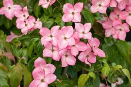 Cornus kousa 'Satomi'® (Japanse grootbloemige kornoelje 'Satomi') - afbeelding 14