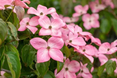 Cornus kousa 'Satomi'® (Japanse grootbloemige kornoelje 'Satomi') - afbeelding 15