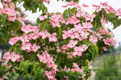 Cornus kousa 'Satomi'® (Japanse grootbloemige kornoelje 'Satomi') - afbeelding 16