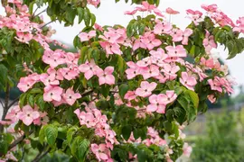 Cornus kousa 'Satomi'® (Japanse grootbloemige kornoelje 'Satomi') - afbeelding 16