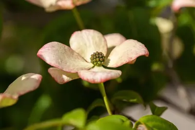Cornus kousa 'Satomi'® (Japanse grootbloemige kornoelje 'Satomi') - afbeelding 17