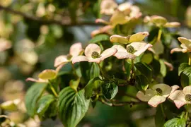 Cornus kousa 'Satomi'® (Japanse grootbloemige kornoelje 'Satomi') - afbeelding 18