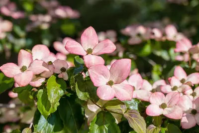 Cornus kousa 'Satomi'® (Japanse grootbloemige kornoelje 'Satomi') - afbeelding 19