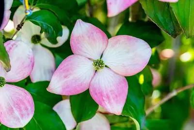 Cornus kousa 'Satomi'® (Japanse grootbloemige kornoelje 'Satomi') - afbeelding 22