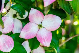 Cornus kousa 'Satomi'® (Japanse grootbloemige kornoelje 'Satomi') - afbeelding 22